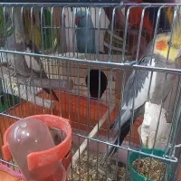 یک جفت عروس کار داده