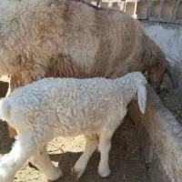 میش داشتی خیلی خوب پرشیر با بره نر شیر مست