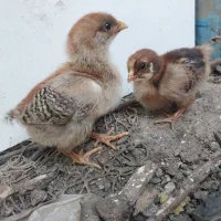 جوجه ، گلپایگانی ، محلی