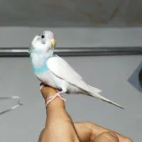 ( رام دستآموز ) توضیحات لطفاً