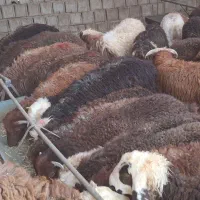 بره نر جفت 50 کیلو
