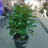 گل فیکوس لیراتا