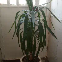 فروش گلدان