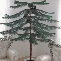 فروش کاج مطبق
