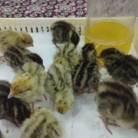 تخم نطفه دار بلدرچین
