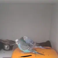 یک جفت مرغ عشق دستی ۵۰۰