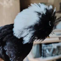 جوجه مرغ