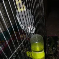 ع ر و س ه ل ن د ی