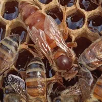 فروش زنبور نژاد هیبرید کردوان و کارنیکا تخم نر باف