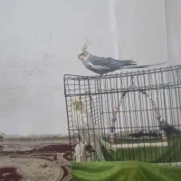 عروس هلندی نرمعاوضه با ماده