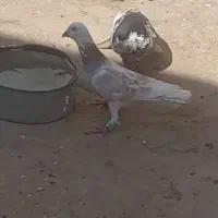 سار سبز پولکی مسافتی