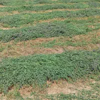 یونجه خشک گل دار