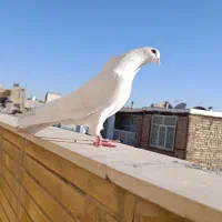 نر زره ای ماده سفید