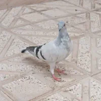 پرنده