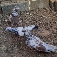 کبوتر|پرنده|سمنان, |دیوار