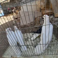 ۴تاجوجه سفیدچشم زرد