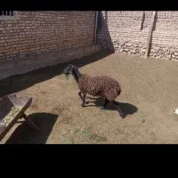 بره