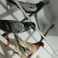 کبوتر کفتر بوم ۱۰تا نر  نر قیمت مناسب