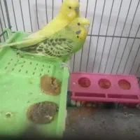 2عدد مرغ عشق همراه با وسایل