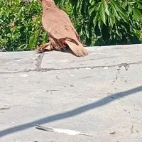 کفتر