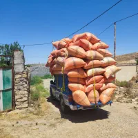 کاه گندم قرمز خوردشده ریز نرم