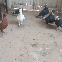 کفتر فروشی 5تا سرخ نر ماده مینا نر سار کاکلی