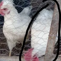 جوجه محلی