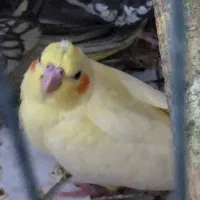 عروس هلندی با رنگ خاص