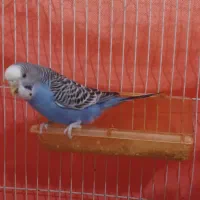 دو عدد مرغ عشق سالم وسرحال