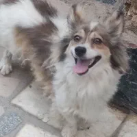 سگ پاکوتاه