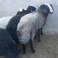 ۳تا بره نر چاق قربانی
