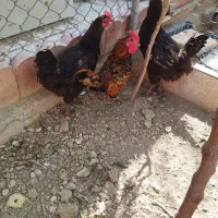 مرغ و خروس