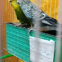 یک جفت مرغ عشق خاص وتک