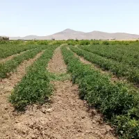 کار یا تیلر شخم زن