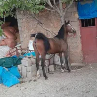 اسب مادیون عتیقه