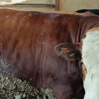 گوساله.    گاو