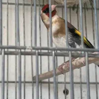 سهره ماده