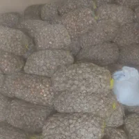 پیاز گل نرگس