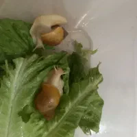 فروش حلزون آلبینو