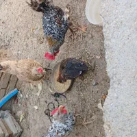 گاگولی