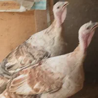 بوقلمون