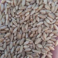 فروش گندم به صورت خرده و عمده