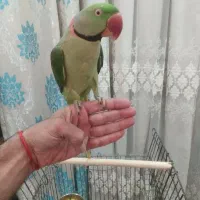 شاه طوطی نر سخنگو