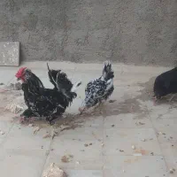 مرغ وخروس گلین لری