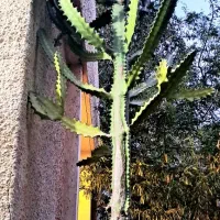 آفوربیا ارّه ای  بالغ