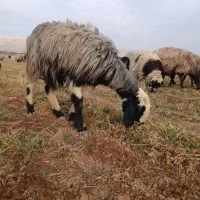 80راس میش