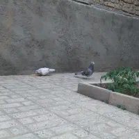 دوعد کبوتر سبز دورگ نر سار سفید ماده هردو 500