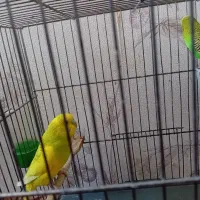 جفت مرغ عشق مولد همراه باقفس