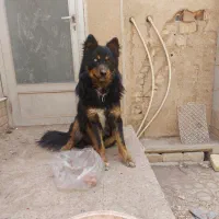 سگ گمشده در ابرکوه