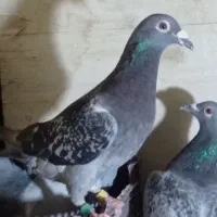 کبوتر مسافتی